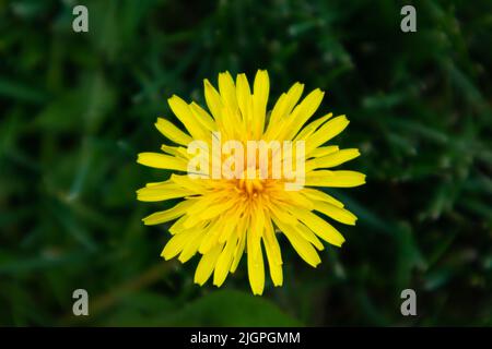 Draufsicht auf gelbe, im Sommer in der Natur blühende Dandelion-Blüte auf grüner Wiese, Nahaufnahme. Unscharfer Hintergrund Stockfoto