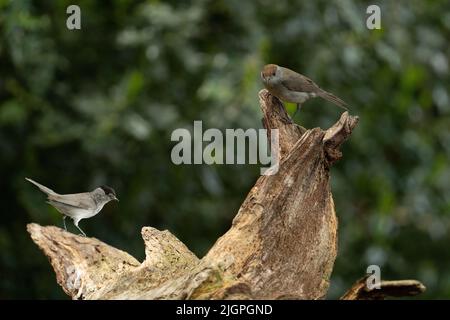 Zwei Erwachsene Männchen und Weibchen der eurasischen Blackcap, Sylvia atricapilla, sitzen auf einem Baumstamm Stockfoto