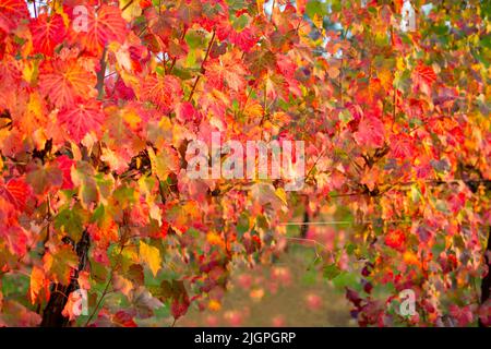 Im Herbst werden die Blätter der Rebe gelb und rot.im Herbst werden die Reben der Rebe rot.Selektiver Fokus Stockfoto