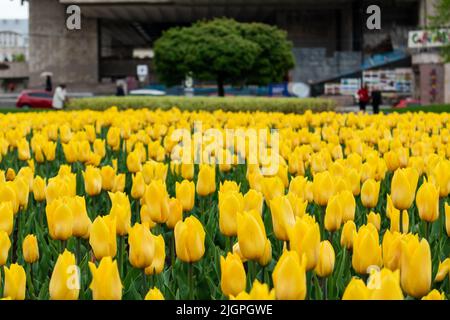 Gelbe Tulpen im Stadtpark, Blumen aus der Nähe mit verschwommenem Hintergrund. Lebendige Botanik blüht im Frühling Stockfoto