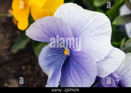 Blaue Viola Cornuta Stiefmütterchen blühen mit zarten Blütenblättern und gelber Mitte aus nächster Nähe, floraler Hintergrund mit blühenden Stiefmütterchen Stockfoto