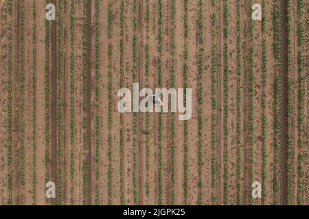 Luftaufnahme eines Landarbeiters, der Maiskeime auf dem Feld untersucht, direkt über der Drohne pov. Konzept für Landwirtschaft und Anbau. Stockfoto