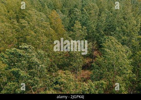 Laubbaumholz Waldlandschaft von oben, Drohne pov Fotografie von Baumwipfeln im Wind schwanken Stockfoto