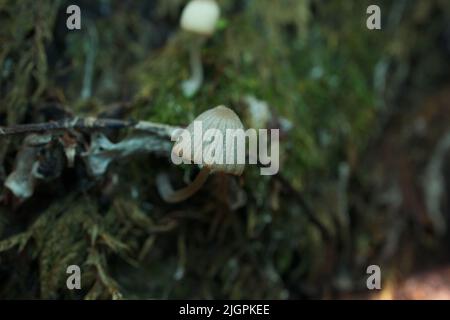 Coprinellus im Herbstwald, Nahaufnahme Stockfoto