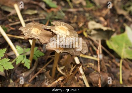 Psathyrella Pilze im Sommerwald Stockfoto