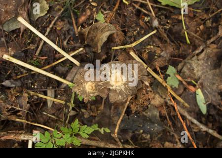 Psathyrella Pilze im Sommerwald Stockfoto