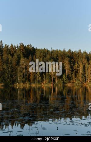 See Yastrebinoe im Sommer bei Sonnenuntergang Republik Karelien. Das Konzept des Reisens in Russland. Ruhige Wasseroberfläche und Spiegelungen von Bäumen im Fluss. Stockfoto