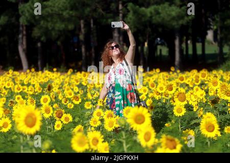 Raleigh, North Carolina, USA. 12.. Juli 2022. LAURA WALL of Cary, NC, macht ein Selfie inmitten eines fünf Hektar großen Sonnenblumenfleckens in voller Blüte im Dorothea Dix Park in Raleigh, NC. Für 2022 wurden Mitte Mai fast 200.000 Clearfield Sunflower Samen gepflanzt. Die Stadt RaleighÂ wird in der Regel 2 Wochen in Blüte stehen und die Sonnenblumen ernten, um Tausende von Gallonen Biodiesel zu erzeugen, der dann zu Treibstoff verarbeitet wird, um Traktoren, Anhänger und landwirtschaftliche Geräte zu betreiben. Das Feld dient auch als Lebensraum für Bienen und andere Insekten. (Bild: © Bob Karp/ZUMA Press Wire) Stockfoto