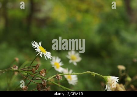 Kamillenstamm auf der Sommerwiese Stockfoto