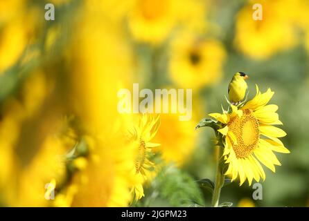 Raleigh, North Carolina, USA. 12.. Juli 2022. Ein amerikanischer Goldfink steht auf einer Sonnenblume, während ein fünf Hektar großes Sonnenblumenfeld im Dorothea Dix Park in Raleigh, NC, seine volle Blüte erreicht. Für 2022 wurden Mitte Mai fast 200.000 Clearfield Sunflower Samen gepflanzt. Die Stadt RaleighÂ wird in der Regel 2 Wochen in Blüte stehen und die Sonnenblumen ernten, um Tausende von Gallonen Biodiesel zu erzeugen, der dann zu Treibstoff verarbeitet wird, um Traktoren, Anhänger und landwirtschaftliche Geräte zu betreiben. Das Feld dient auch als Lebensraum für Bienen und andere Insekten. (Bild: © Bob Karp/ZUMA Press Wire) Stockfoto