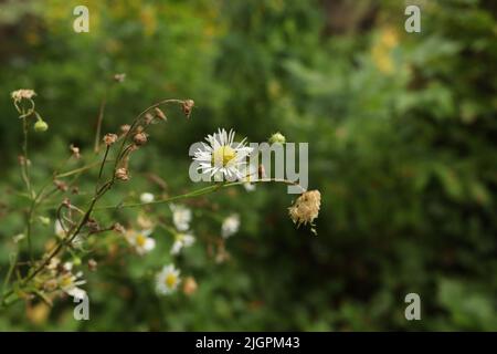 Kamillenstamm auf der Sommerwiese Stockfoto