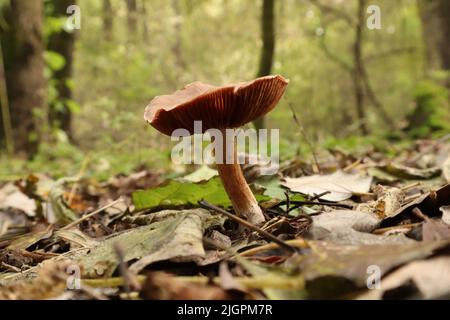 Tubaria furfuracea Pilz im Herbstwald Stockfoto