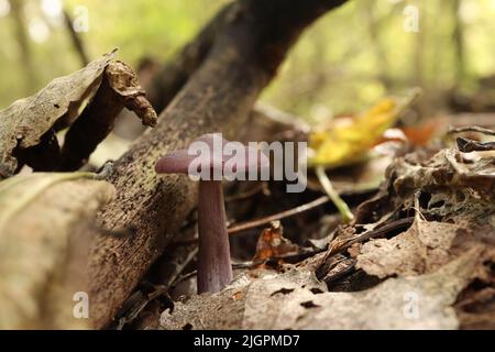 Lepista nuda im Herbstwald Stockfoto