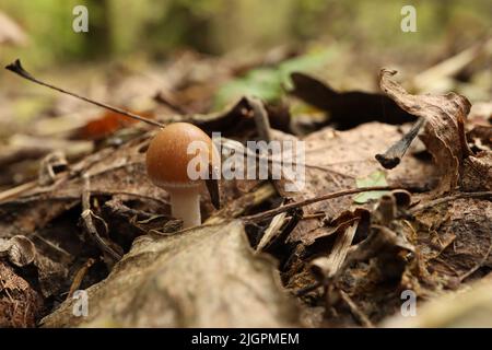 Kleiner Pilz Psathyrella spadiceogrisea im trockenen Herbstwald Stockfoto
