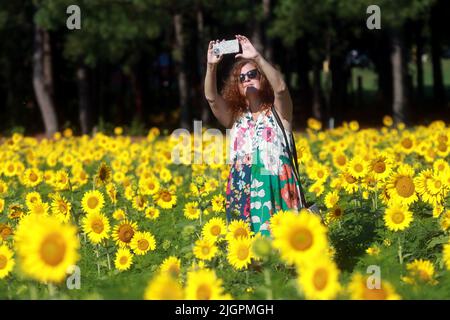 Raleigh, North Carolina, USA. 12.. Juli 2022. LAURA WALL of Cary, NC, macht ein Selfie inmitten eines fünf Hektar großen Sonnenblumenfleckens in voller Blüte im Dorothea Dix Park in Raleigh, NC. Für 2022 wurden Mitte Mai fast 200.000 Clearfield Sunflower Samen gepflanzt. Die Stadt RaleighÂ wird in der Regel 2 Wochen in Blüte stehen und die Sonnenblumen ernten, um Tausende von Gallonen Biodiesel zu erzeugen, der dann zu Treibstoff verarbeitet wird, um Traktoren, Anhänger und landwirtschaftliche Geräte zu betreiben. Das Feld dient auch als Lebensraum für Bienen und andere Insekten. (Bild: © Bob Karp/ZUMA Press Wire) Stockfoto