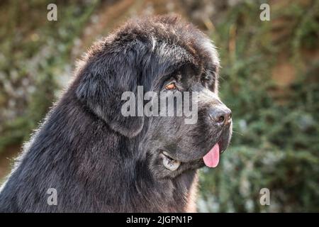 Kopf eines Neufundländer Hundes. Neufundländer Hund an einem Sommertag im Garten. Rettungshund. Stockfoto