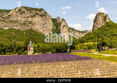 Lavendelfeld mit jungen Pflanzen vor einem Turm und den Ausläufern des Vercors-Gebirges in Frankreich, Drome-Tal Stockfoto