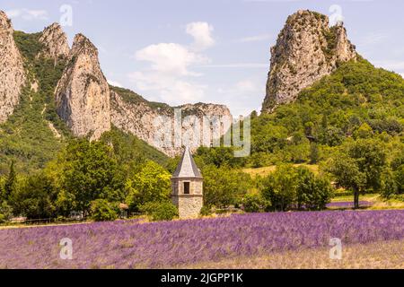 Lavendelfeld mit jungen und alten Pflanzen vor einem Turm und den Ausläufern des Vercors-Gebirges in Frankreich, Drome-Tal Stockfoto