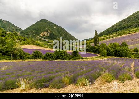 Wunderschöne violette Töne ziehen sich durch die Landschaft. Lavendelfelder in einer hügeligen Landschaft. Im Tal des Droms treffen die Alpen auf die Provence Stockfoto