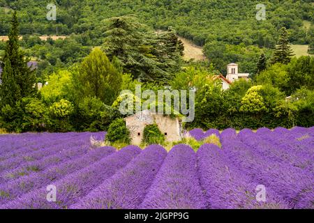 Lebhaftes lila Lavendelfeld mit altem Steinhaus in der Mitte. Im Tal des Droms treffen die Alpen auf die Provence Stockfoto