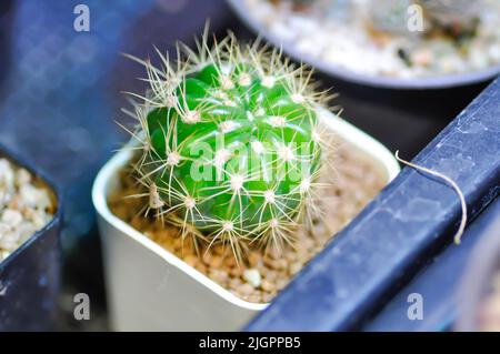 Kaktus , Kaktuspflanze im Topf Stockfoto