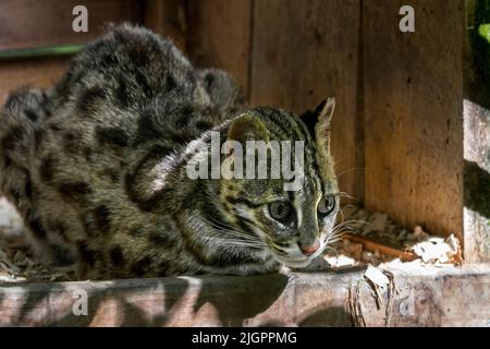 Bengalkatze (Prionailurus bengalensis bengalensis), die in Süd- und Ostasien beheimatet ist und im Zoo Parc des Félins, Frankreich, in Gehegen ruht Stockfoto