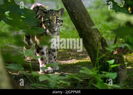 Der vom Festland getrübte Leopard (Neofelis nebulosa) ist eine arboreale, einsame und nachtaktive Katze, die vom Himalaya über Südostasien bis nach Südchina beheimatet ist Stockfoto