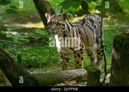 Der vom Festland getrübte Leopard (Neofelis nebulosa) stammt aus dem Himalaya über Südostasien bis nach Südchina im Zoo Parc des Félins, Frankreich Stockfoto