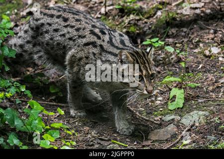 Fischkatze (Prionailurus viverrinus), die Beute verfolgt, mittelgroße Wildkatze/Katze, die in Süd- und Südostasien beheimatet ist Stockfoto