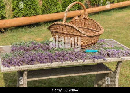 Lavendelschnitt - Schneideplotter und frische Blumen auf Holztisch. Lavendelernte in einem kleinen Garten. Aromatherapie. Herstellung von Parfüms. Stockfoto