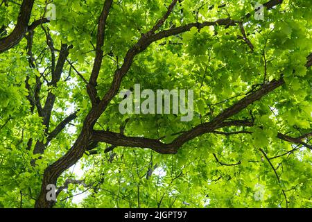 Grüner frischer Quercus robur. Von unten fotografiert. Bodenansicht der Blätter und Zweige der Eiche. Baumrinde. Grün ruhiger natürlicher Hintergrund. Stockfoto