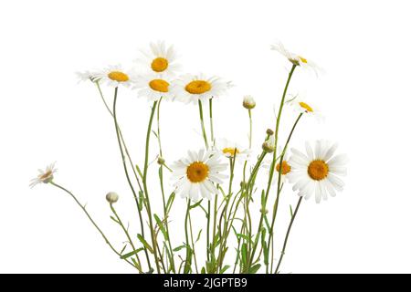 Bouquet von Gänseblümchen oder Chamomiles isoliert auf weißem Hintergrund. Stockfoto