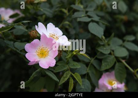 Nahaufnahme eines wunderschönen rosa Rosenbusches im Garten. Natürlicher Hintergrund mit rosa Rosenblüten. Sommersaison der Blüte Stockfoto