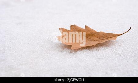 Einzelnes gelbes Eichenblatt liegt auf dem weißen Schnee. Blatt eines Baumes auf weißem Hintergrund. Einsame Szene. Schwermütiger Begriff Stockfoto