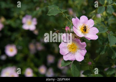 Honigbienen auf der rosa Rose. Bienen bestäuben Blume und sammeln süßen Nektar. Natur Sommer Hintergrund. Schöner selektiver Fokus, unscharfer grüner Hintergrund. Tiere in freier Wildbahn. Stockfoto