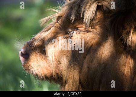 Nahaufnahme des Kopfes eines schottischen Highlander-Kalbes tagsüber im Sommer. Broekpolder Vlaardingen, Niederlande. Stockfoto