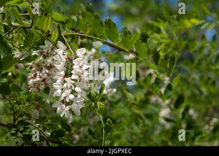 Weiße Akazienbäume blühen im Wald. Dicht blühender Zweig mit einem grünen verschwommenen Hintergrund. Weiße Akazie blüht. Üppige Blüte. Ökologisches Konzept. Honigpflanze Stockfoto