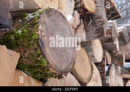 Ein mit grünem Moos bewachsenes Holzholz ragt aus einem Holzstapel am Sägewerk hervor. Nahaufnahme des trockenen Brennholzes. Gestapelte Holzstämme, die in mehreren Reihen angelegt sind. Natürlicher Hintergrund aus Holz. Stockfoto