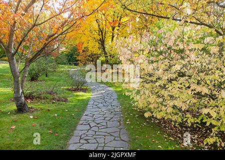 Steinpfadfertiger im Herbstpark. Gelbe Bäume, Sträucher und Sträucher. Stein gewundenen Pfad auf Gras, fallen Hintergrund. Gartenarbeit und Zierpflanzen Stockfoto