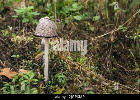 Überreifer Alkohol Tintenfass Wildpilz. Weißer Pilz mit schwarzem Rand auf der Kappe. Ungenießbarer giftiger Pilz. Stockfoto