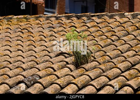 Bild eines traditionellen Ziegeldachs, in dem sich eine Pflanze vom Typ Sedum sediforme (Hirtenraim) befindet Stockfoto