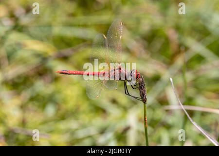 Rotklässler - Sympetrum fonscolombii - Männchen in Ruhe - Kent, Großbritannien Stockfoto