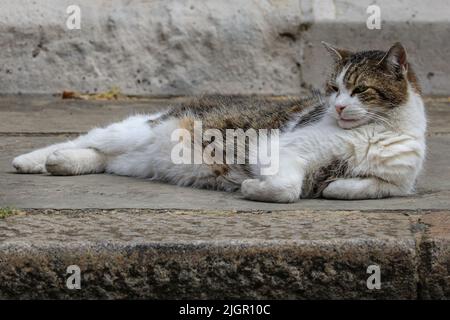 London, Großbritannien. 12.. Juli 2022. Larry the Cat, Chief mouser und Resident Feline in der Downing Street 10, rollt faul herum und schnüffelt auf dem Bürgersteig vor der Downing Street 10 bei heißen Temperaturen über 30 Grad in Westminster, wobei er gelegentlich seine eigene Spiegelung in der legendären schwarzen Tür sieht. Trotz der anhaltenden politischen Krise und des Führungswettbewerbs scheint die berühmte Katze die Aufmerksamkeit der Medien auf sich zu ziehen. Kredit: Imageplotter/Alamy Live Nachrichten Stockfoto