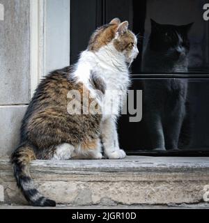London, Großbritannien. 12.. Juli 2022. Larry the Cat, Chief mouser und Resident Feline in der Downing Street 10, rollt faul herum und schnüffelt auf dem Bürgersteig vor der Downing Street 10 bei heißen Temperaturen über 30 Grad in Westminster, wobei er gelegentlich seine eigene Spiegelung in der legendären schwarzen Tür sieht. Trotz der anhaltenden politischen Krise und des Führungswettbewerbs scheint die berühmte Katze die Aufmerksamkeit der Medien auf sich zu ziehen. Kredit: Imageplotter/Alamy Live Nachrichten Stockfoto