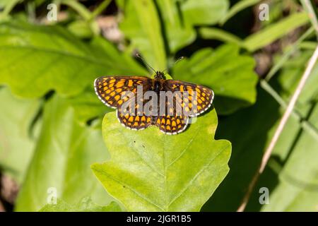 Heath Fritillary - Melitaea athalia - Schmetterling in East Blean Woods in Kent Stockfoto