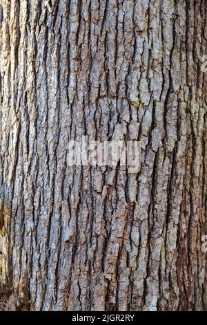 Nahaufnahme einer Baumstruktur aus Rinde. Stockfoto