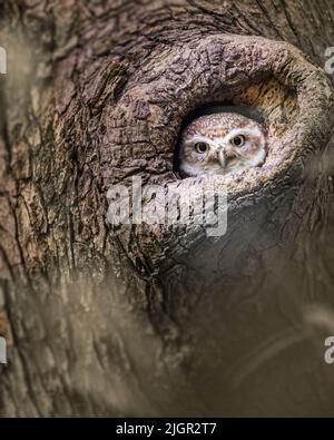 Die gefleckte Eule guckt aus ihrem Nest Stockfoto