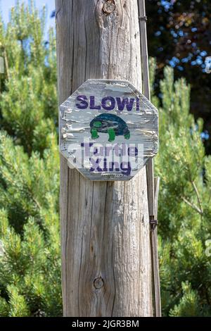 Handgemaltes Warnschild für die Heimunterquerung von Schildkröten auf Einer Wohnstraße in Ontario, Kanada Stockfoto