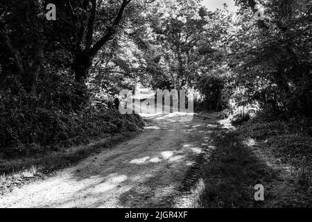 Ein Waldweg im getuschelten Abendlicht Stockfoto