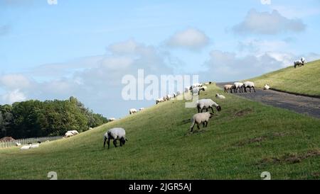 Deutsch Schwarzköpfigen Mutton Schafe grasen auf einem Deich. In der Mitte des Deiches befindet sich ein Radweg. Dieses Bild ist typisch für Ostfriesland in Deutschland. Stockfoto